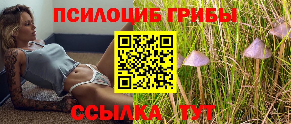 Галлюциногенные грибы Psilocybine cubensis Будённовск